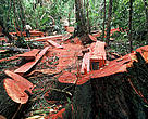 Illegal logging contributes heavily to the destruction of biodiversity and the impoverishment of millions of people that depend on forests for food and income. Madre de Dios, Peru.