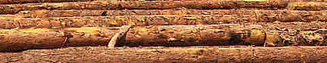 Illegal timber logs awaiting export in Russia / &copy;: WWF Russia / Vladimir Filonov