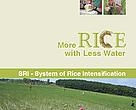 More Rice with Less Water: SRI - System of Rice Intensification