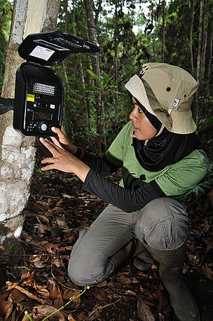 Karmila Parakkasi the coordinator of WWF-Indonesia's Tiger Research Team checking camera trap ... / ©: WWF-Indonesia / Des Syafrizal tiger tigers camera trap / ©: WWF-Indonesia / Des Syafrizal