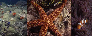 Coral reef seascape. / ©: WWF / Adhi RACHMAT Coral reef seascape. / ©: WWF / Adhi RACHMAT