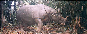 Javan rhino caught in photo trap. / &copy;: WWF / Mike BALTZER
