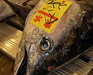 Tuna for sale at the Tokyo Fish Market, Japan.