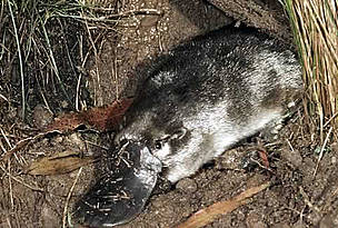 Duck-billed platypus (Ornithorhynchus anatinus), Australia. / ©: WWF-Canon / Frédy MERCAY Duck-billed platypus (<i>Ornithorhynchus anatinus</i>), Australia. / ©: WWF-Canon / Frédy MERCAY