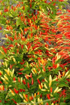 Chilli is used for the production of Chilli is used for the production of "Chilli bombs" and "Chilli fences" as an ... / ©: WWF-Canon / Folke WULF