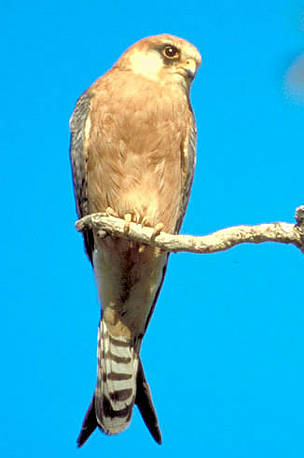 Red-footed falcon (Falco vespertinus) female. Sasik Liman, Ukraine. / ©: WWF-Canon / Anton VORAUER Red-footed falcon (<i>Falco vespertinus</i>) female. Sasik Liman, Ukraine. / ©: WWF-Canon / Anton VORAUER