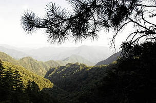 Giant panda habitat, Qinling Mountains, Shaanxi Province, China. / ©: WWF-Canon / Michel Gunther Mixed forest in the mist. Giant panda habitat. Qin Ling Mountains, Shaanxi Province, China. / ©: WWF-Canon / Michel Gunther