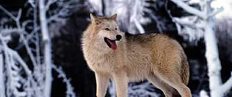 Grey wolf (Canis lupus) In the snow, United States of America. / ©: WWF-Canon / KLEIN & HUBERT Grey wolf (<i>Canis lupus</i>) In the snow, United States of America. rel=