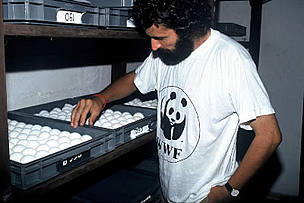 Jacques Fretey studying with Leatherback turtle eggs. WWF is working with partners in Guyana, ... / ©: WWF-Canon / Roger LeGUEN Jacques Fretey studying with Leatherback turtle eggs. WWF is working with partners in Guyana, ... / ©: WWF-Canon / Roger LeGUEN