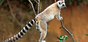 Ring-tailed lemur. Analamazaotra Special Reserve, Madagascar. / ©: WWF-Canon / Homo ambiens / R.Isotti-A.Cambone Ring-tailed lemurs live in groups of 5-30 members. They have distinct hierarchies that are enforced ... / ©: WWF-Canon / Homo ambiens / R.Isotti-A.Cambone