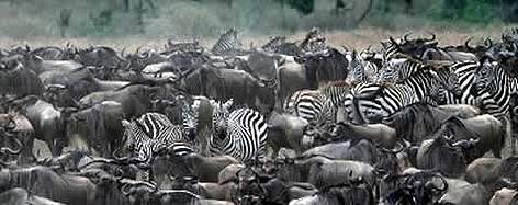 Blue Wildebeest (Connochaetes taurinus), and Burchell's zebra (Equus Burchelli) amongst herd of ... / ©: WWF-Canon / Martin HARVEY Blue Wildebeest (<i>Connochaetes taurinus</i>), and Burchell's zebra (<i>Equus ... rel=