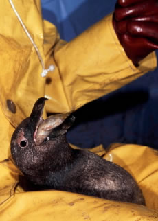 Oiled penguins rescued after oil spill being fed fish at the Southern African National Foundation ... / ©: WWF-Canon / Martin HARVEY Oiled penguins rescued after oil spill being fed fish at the Southern African National Foundation ... / ©: WWF-Canon / Martin HARVEY