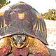 Radiated tortoise having had a feast on cactus fruit © WWF / Dominic Tilley