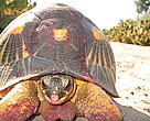 Radiated tortoise having had a feast on cactus fruit 