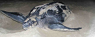 Leatherback turtle hiding its eggs. / ©: WWF-Canon / Carlos DREWS / ©: WWF-Canon / Carlos DREWS