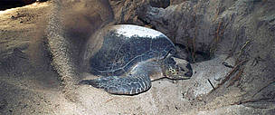 Green turtle. / ©: WWF-Canon / Juergen FREUND / ©: WWF-Canon / Juergen FREUND