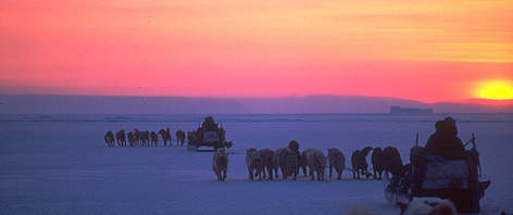 Dog teams moving across the frozen tundra. / &copy;: Staffan Widstrand
