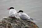 Arctic terns: They look quite fragile and are not only elegant flyers but also cover large ... / &copy;: WWF-Canon / Miriam Geitz