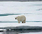A polar bear on the pack ice. Svalbard, Norway.