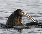 Walrus spotted on a tourist cruise around the archipelago of Svalbard, located between the Norwegian mainland and the Northpole.