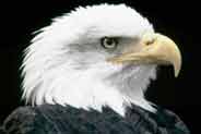 Bald Eagle (Haliaeetus leucocephalus) / ©: WWF- Canon / Chris Martin Bahr Bald Eagle (<i>Haliaeetus leucocephalus</i>) / ©: WWF- Canon / Chris Martin Bahr