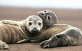 Mammals such as harbour porpoises and North Sea seals have impaired immune systems caused by ... / ©: WWF-Canon / Jan Van De Kam Mammals such as harbour porpoises and North Sea seals have impaired immune systems caused by ... / ©: WWF-Canon / Jan Van De Kam