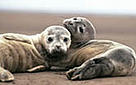 Mammals such as harbour porpoises and North Sea seals have impaired immune systems caused by ... / &copy;: WWF-Canon /  Jan Van De Kam