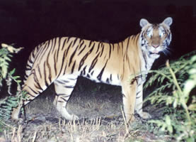 Tiger photographed in the Suklaphanta Wildlife Reserve, Nepal. The local name of the tiger is ... / ©: WWF Nepal Tiger photographed in the Suklaphanta Wildlife Reserve, Nepal. The local name of the tiger is ... / ©: WWF Nepal
