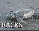 Turtle hatchling