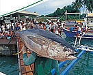 Conservation implications of allocation under the Western and Central Pacific Fisheries Commission