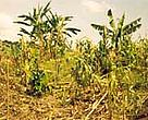A farmer's maize crop destroyed following a night visit by elephants, Transmara District, Kenya.