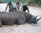 Rhino translocation is a highly skilled procedure.