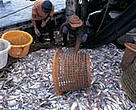Trawler catch, Borneo/Malaysia.
