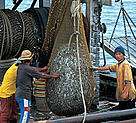 Trawler catch, Borneo, Malaysia. / ©: WWF-Canon / Jürgen FREUND Trawler catch, Borneo, Malaysia. / ©: WWF-Canon / Jürgen FREUND