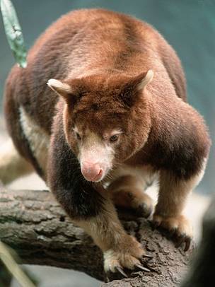  / &copy;: Chris Martin Bahr / WWF-Canon