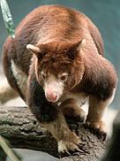 Matschie's tree kangaroo, one of Papua New Guinea's unique wildlife species. / ©: Chris Martin Bahr / WWF-Canon / ©: Chris Martin Bahr / WWF-Canon
