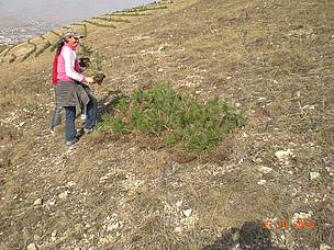 Tree planting / ©: WWF Armenia Tree planting / ©: WWF Armenia