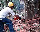Maflops, a forest management company operating close to Highway BR-163, practices sustainable forestry. If carried out the right way, sustainable forestry activities can generate income, provide long-term timber supplies and ensure that forests continue to be ecologically functional.