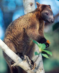 A tree kangaroo at home in its natural habitat. New Guinea. / ©: WWF-Canon / Martin Harvey Bennett's tree-kangaroo (Dendrolagus bennettianus) on the branch of a tree. The Bennett's ... / ©: WWF-Canon / Martin Harvey