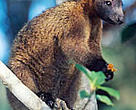 Bennett's tree-kangaroo (Dendrolagus bennettianus) on the branch of a tree. The Bennett's tree-kangaroo is a rare and vulnerable Arboreal marsupial, Australia.