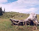 The EU has a responsibility to assist new member states to stop illegal logging.