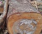 Part of the Cariniana estrellensis tree being used for the art pieces.