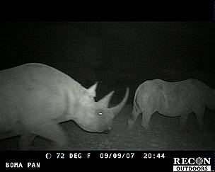 Black rhinos caught on camera in Pilanesberg National Park, South Africa / ©: WWF / ©: WWF