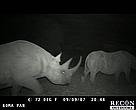 Black rhinos caught on camera in Pilanesberg National Park, South Africa