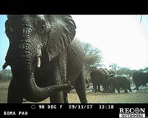 Elephant caught on camera in Pilanesberg National Park, South Africa / ©: WWF / ©: WWF