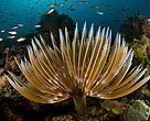 Feather-duster tube worm, New Britain, Papua New Guinea.