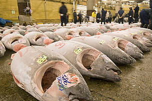Mediterranean bluefin tuna — highly prized around the world, especially in Japan for sushi and ... / ©: WWF-Canon / Michel Gunther / ©: WWF-Canon / Michel Gunther