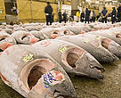 Mediterranean bluefin tuna — highly prized around the world, especially in Japan for sushi and sashimi — has been under increasing pressure from overfishing. Display of frozen tunas to be auctioned at the Tsukiji fish market, Tokyo, Japan.