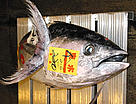 Will all bluefin tuna end up like this? / ©: WWF Tuna for sale at the Tokyo Fish Market, Japan / ©: WWF