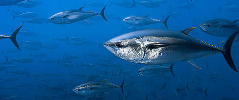 Northern bluefin tuna (Thunnus thynnus) off the coast of Spain. rel=